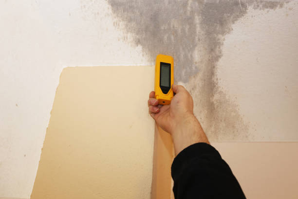 Best Flood Damage  in Payson, AZ