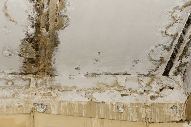 Best Mold Damage Restoration  in Payson, AZ