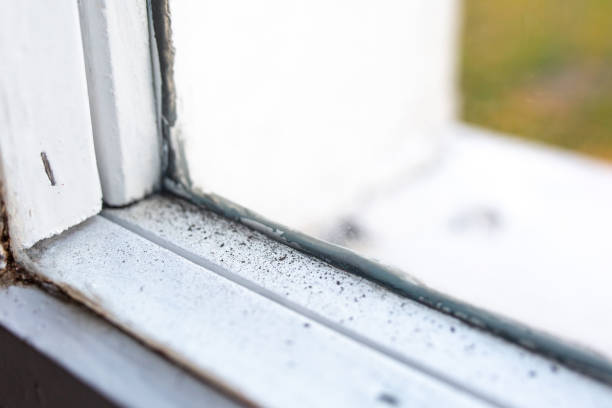 Best Attic Mold Removal  in Payson, AZ