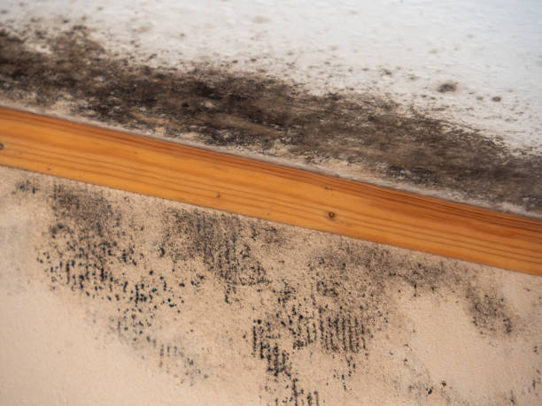 Best Basement Mold Removal  in Payson, AZ