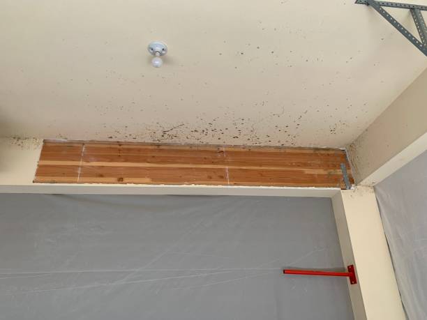 Best Water Damage & Mold Remediation  in Payson, AZ