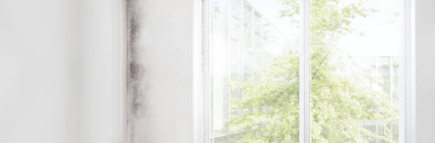 Best Forensic Mold Investigation  in Payson, AZ