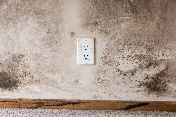  Payson, AZ Mold Removal Pros