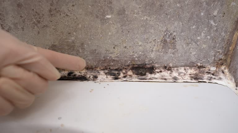 Reliable Payson, AZ Mold Removal Solutions